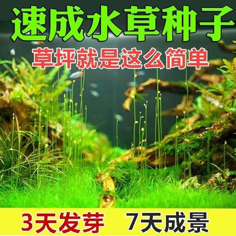 Aquatic herb seed Mini fish tank Outlook Lawn seed Aquarium Landscaping Fescue seed