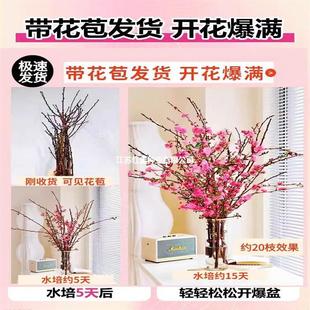 ����ˮ��t÷��֦���һ����������r���҃Ȼ���ѩ���������B�Gֲ��