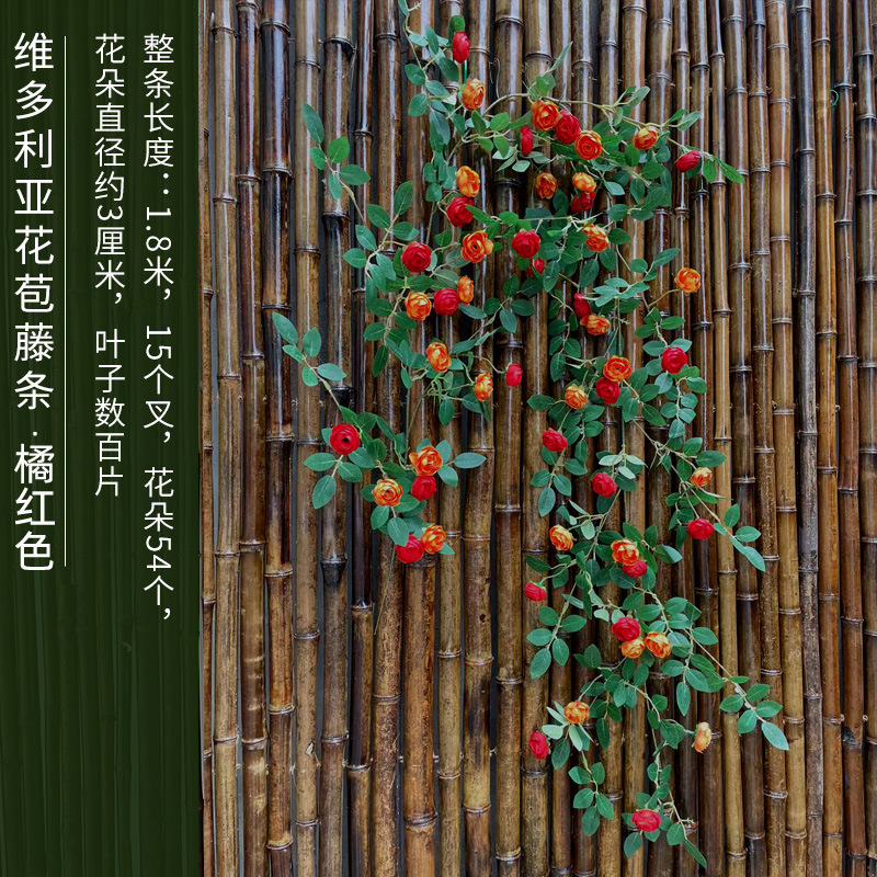 오렌지 빅토리아 장미 포도 나무 1.8 미터