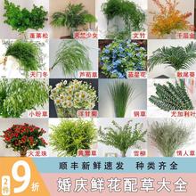 鲜花配草配花家用插花水培植物婚庆装饰派对布置花材云南基地直发