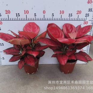 �t����Իʺ������f�����k���҃ȾGֲ��������ȩֲ���^�~�ļ����G