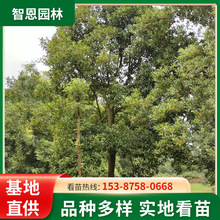 杜英樹苗木工程綠化園林地徑20公分杜英樹苗防護樹移栽常綠樹杜英