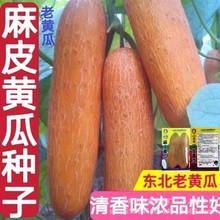 麻皮老黄瓜种子东北黄皮黄瓜种籽水果黄瓜籽原装四季蔬菜种子大全