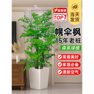 �Ϙ��Ҹ���͏d���Դ��;Gֲ�֗U�ς���҃ȏS�^ͥԺ�ļ�����ֲ��