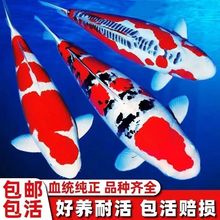 精品锦鲤活鱼日本纯种红白三色黄金招财观赏鱼公园庭院鱼池锦鲤鱼
