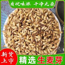 生麦芽中药材新货无硫麦芽回奶泡水麦茶大麦毛可搭谷芽麦芽山楂