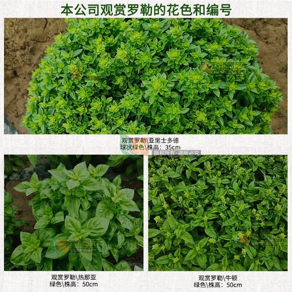 Xiangluo plant seeds Lee seed nine -story tower flower seed balcony…