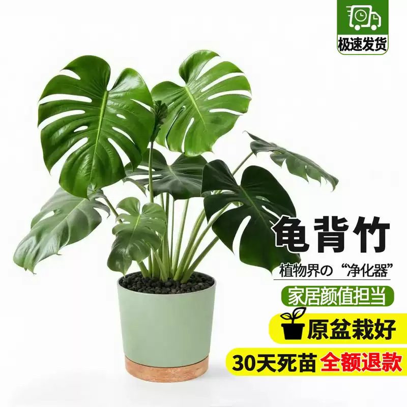 商品图