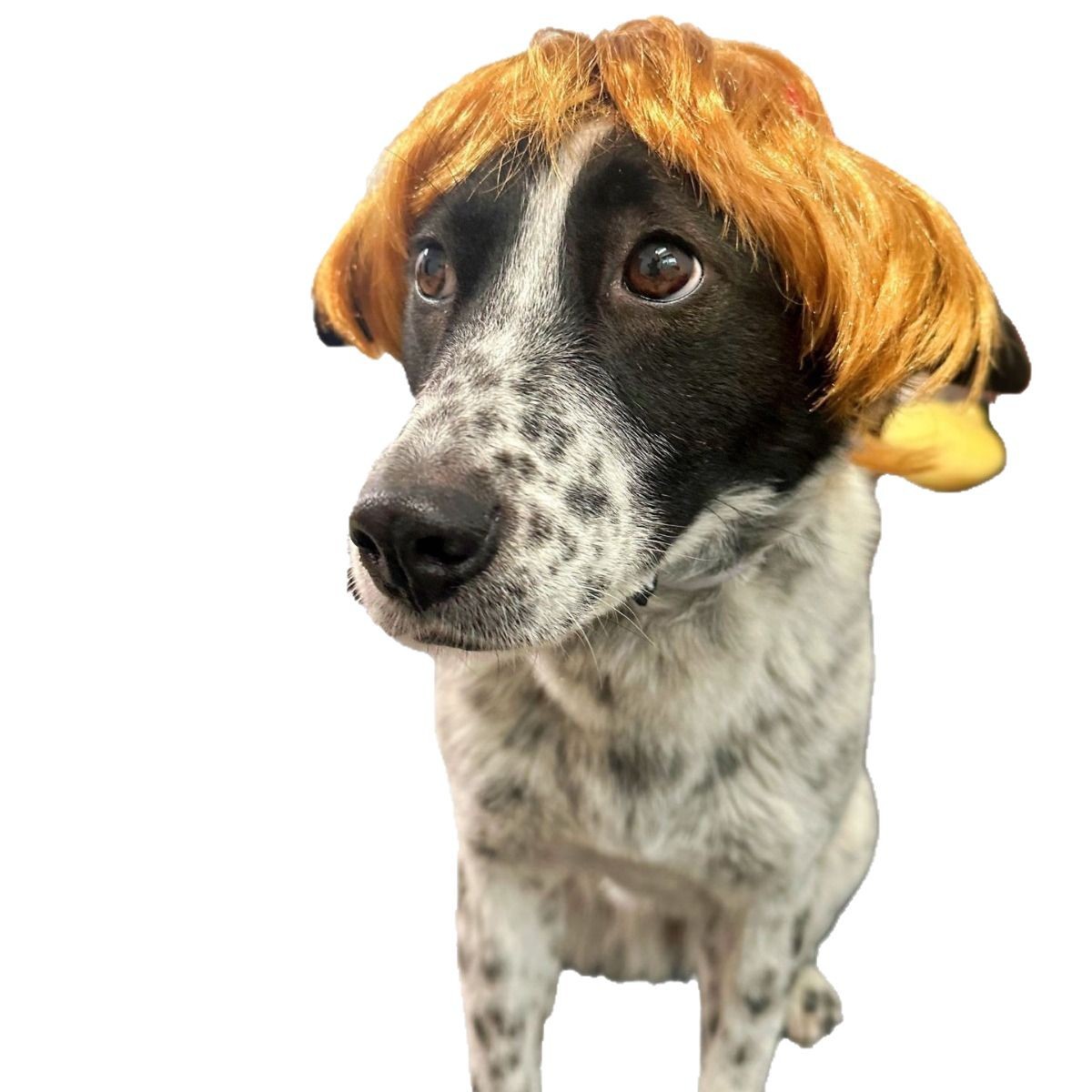 Venta al por mayor de fábrica 2024 populares suministros para mascotas, pelucas para la cabeza, pelucas divertidas para mascotas a la moda para perros famosos