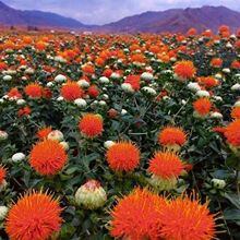 �ؼt���N�ӷN�Ѽ����½��o�̼t���N�ݴ��ļ��Nֲ�a�����͟��ͺ�