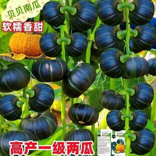 ؐؐ�ϹϷN��ؐؐ�����Ϲ�ζ����С�Ϲ�ܛŴ����߮a�r���߲˷N��