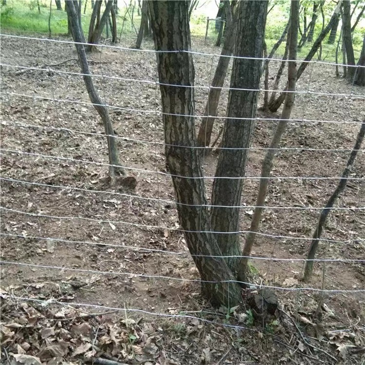 供应镀锌牛栏网 2米高草场围网 安徽圈牛铁丝网