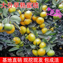 �������۽ۘ�����һ̖�۽�������̖�������ϱ����Nֲ����Y��