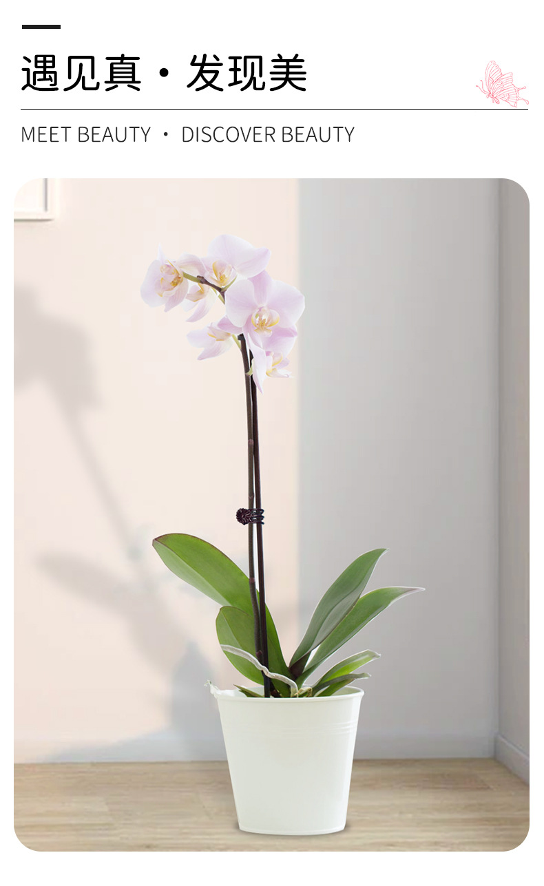 蝴蝶兰支架_03.jpg