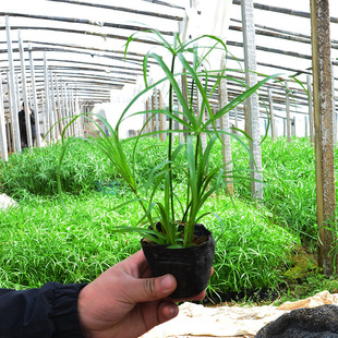 Dry Umbrella Grass Cup Seedlings Windmill Grass Water Bamboo Grass River Wetland Emergent Plants Water Body Greening Project Seedlings Aquatic Plants