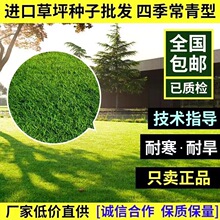 草坪种子草籽四季常青绿化狗牙根百慕大高羊茅黑麦草皮籽护坡固土