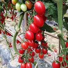 圣女果种子番茄籽小西红柿子有限无限生长型家庭种植阳台盆栽大田