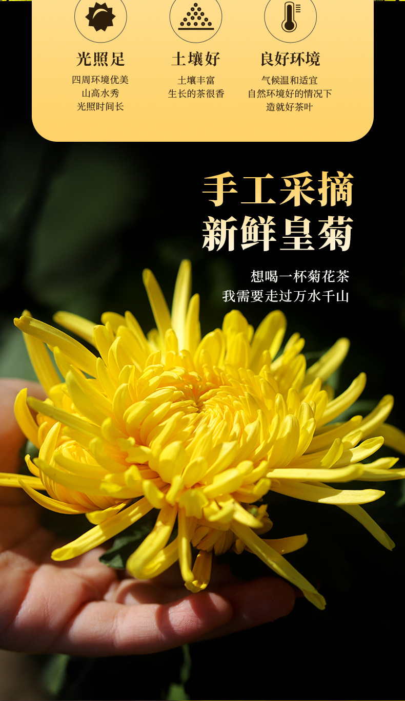 金丝皇菊(5)_07