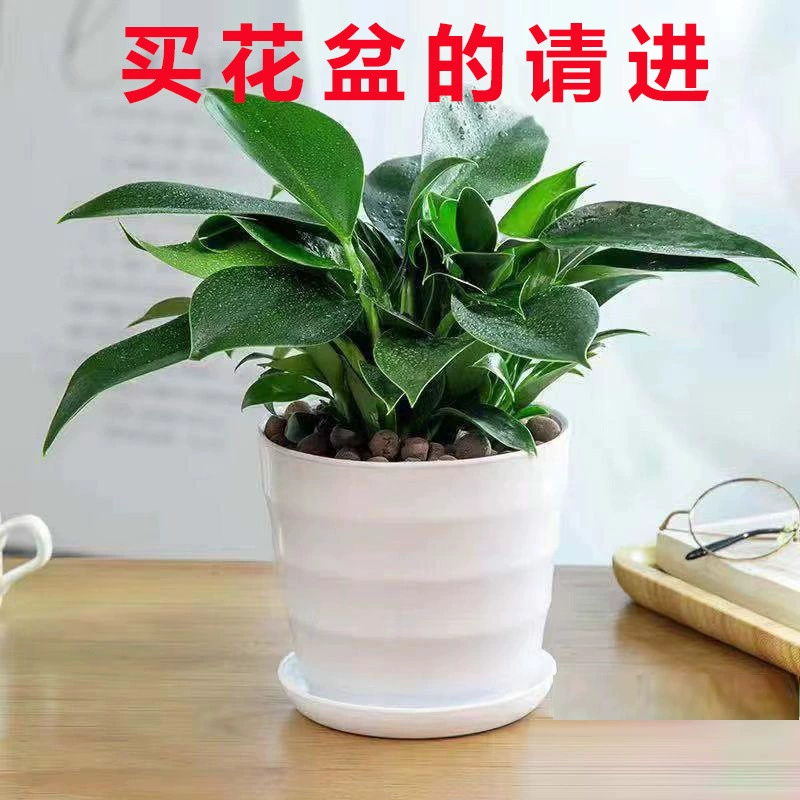 Универсальный и стильный набор цветочных горшков из белой смолы для суккулентов и плющей, маленькие пластиковые домашние цветочные горшки с поддонами.