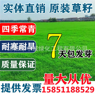 Lawn Seeds, Grass Seeds, Evergreen Greening, Bermudagrass, High Fescue, Rye Turf Seeds, Slope Protection and Soil Stabilization