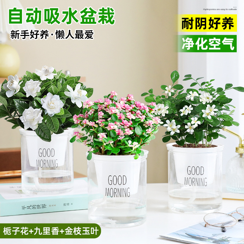 [꽃패키지] 치자나무 + 구리향 + 황금가지와 옥잎