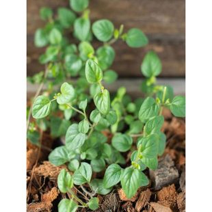 �R�s�m�N�����R���m�㻨�����ļ����NҰţ�����N����������ݷN��