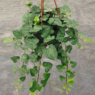 Love Leaf Ivy Potted Seedlings Indoor Vine Resistant Green Plants Courtyard Garden Special Heart Vertical Greening