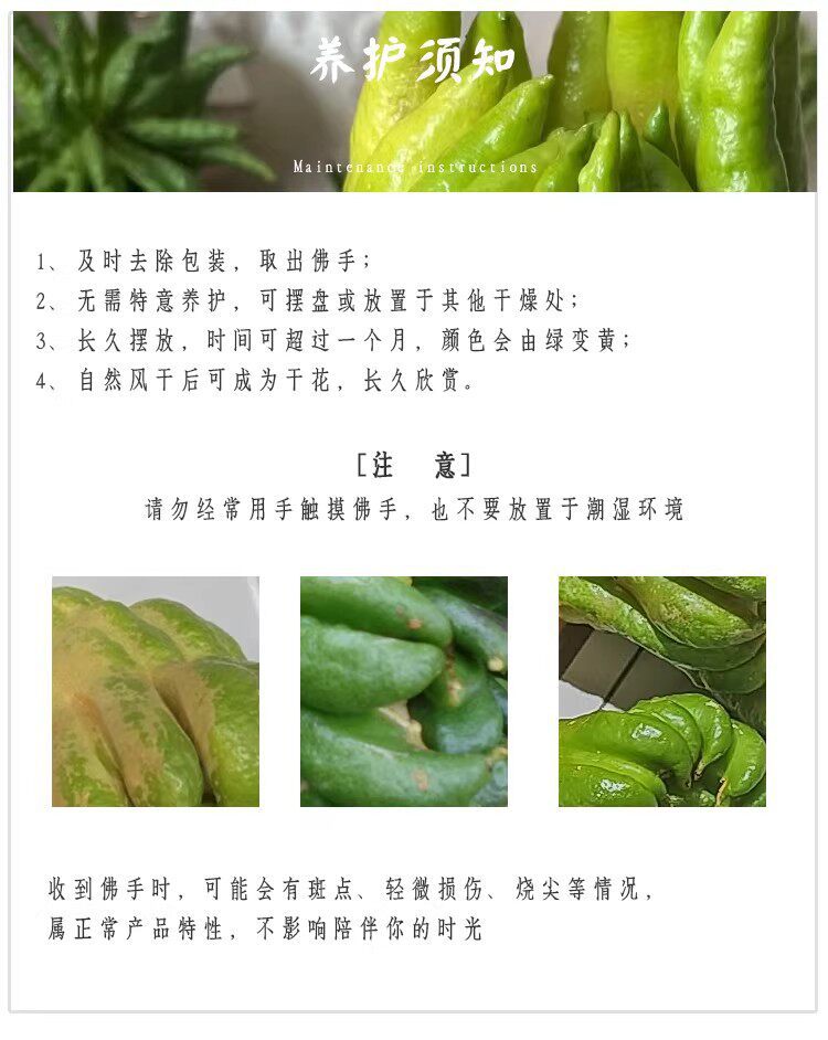 Fresh Fingered Citron Branches Buddha Hand Fruit for Water Cultivation and Display in use