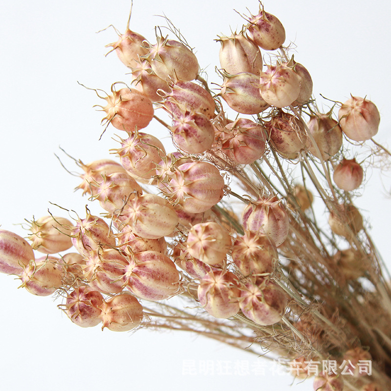 Fantasy Source Factory Black Seed Grass Natural Dried Flowers Real Flowers Indoor Home Decoration Flower Arranging