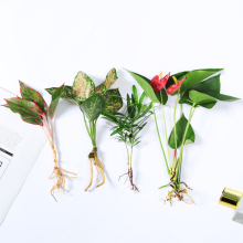 ˮ�B�Gֲ�҃�ˮ�໨��ˮ�B�� �G�}�lؔ�������������ˮ���׳ɻ�