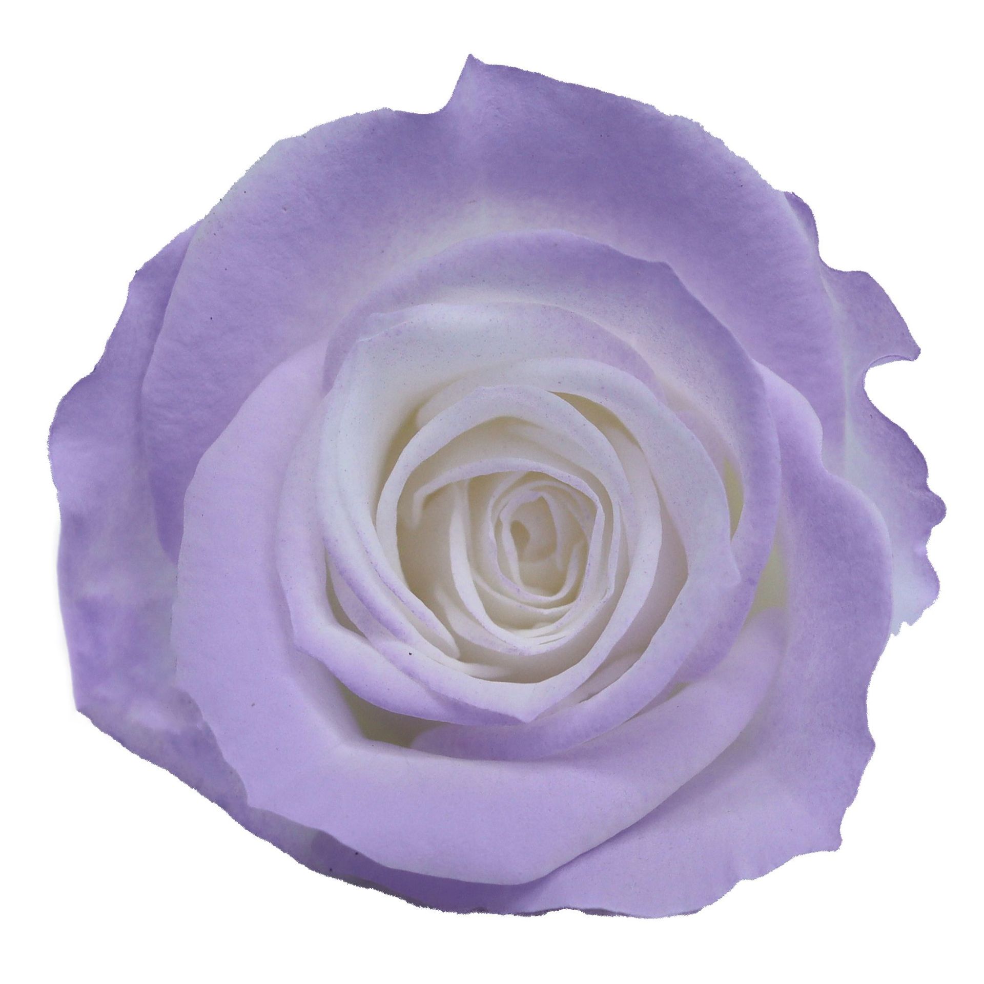 Rosa degradada eterna A+ con efecto degradado de color azul hielo, rosa seca triturada, flor preservada, fabricante de Yunnan, venta al por mayor.