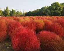 红叶地肤 盆栽地栽绿化植物 景区园林观赏造景绿化观赏种植