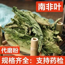 中药材 南非叶 干叶茶 将军叶 苦胆叶 杏叶斑鸠菊 尖尾凤干叶南叶