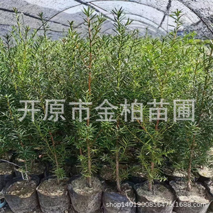 �t��ɼ���������辰�|���ͺ��t��ɼ����ͥԺ��ľ���ͼt��ɼ�G�h