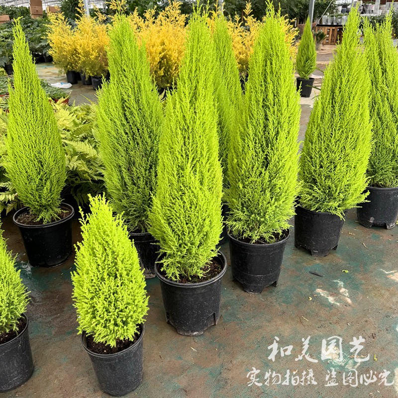常绿盆栽 香松 圣诞小松树 香冠柏盆栽 皮球松盆栽 四季常绿耐养-阿里巴巴
