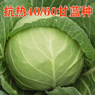 ���{�N���͟���Ĳ˴��^�˿����������\ݔ����G��40/60�߲˷N��