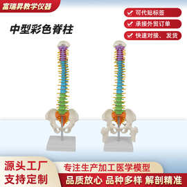 厂家直供可弯曲中型彩色脊柱模型人体枕骨脊椎骨盆股骨解剖教具
