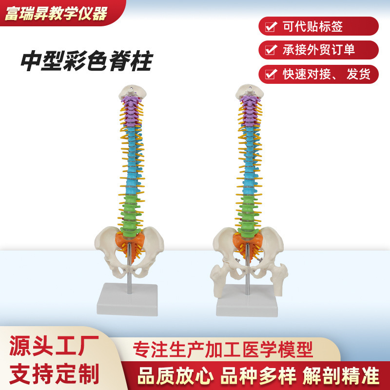 Directly Supplied from the Manufacturer, Bendable Medium-Sized Colorful Spine Model, Human Occipital Bone, Spine, Pelvis, Femur Anatomy Teaching Aids Directly Supplied from the Manufacturer, Bendable Medium-Sized Colorful Spine Model, Human Occipital Bone, Spine, Pelvis, Femur Anatomy Teaching Aids