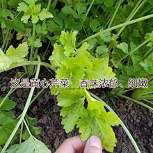 四季黄心芹种子金黄心脆嫩无渣浓香耐热耐寒四季播蔬菜种籽【约15
