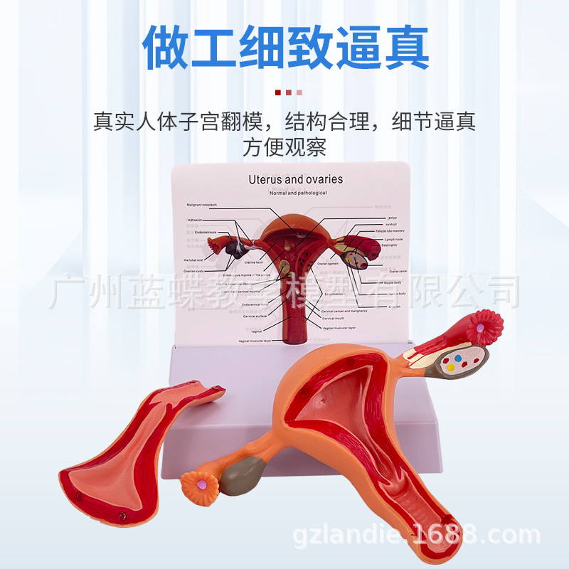 ����Ů����ֳ�ӹ����ʲ���ģ�� �����ѳ���ѧģ�� ������ֳ�ƽ̾�