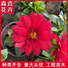 ��ƷС������ ���_��ɫ���^������ľ ɽ�|���ݻ���С��������