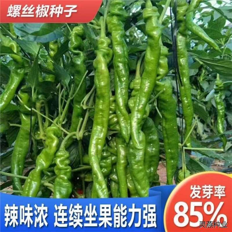 香辣螺丝辣椒种子蔬菜种子薄皮青椒青螺丝椒特辣青辣椒高产金螺丝