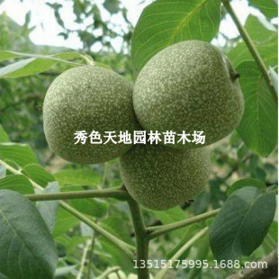 ������޽Ӻ����������ں��Ҙ��� ��ɽ�����ͺ���Ƥ���Ҙ䮔��Y