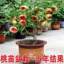 ���������Ҙ�����҉���ˮ���������Ե����ϱ����ļ��Nֲ����Y��