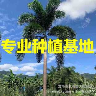 Sichuan Fox Tail Coconut Prices Fujian Palm Wholesale Zhejiang Fox Tail Coconut Jiangxi Fox Tail Coconut Quotes