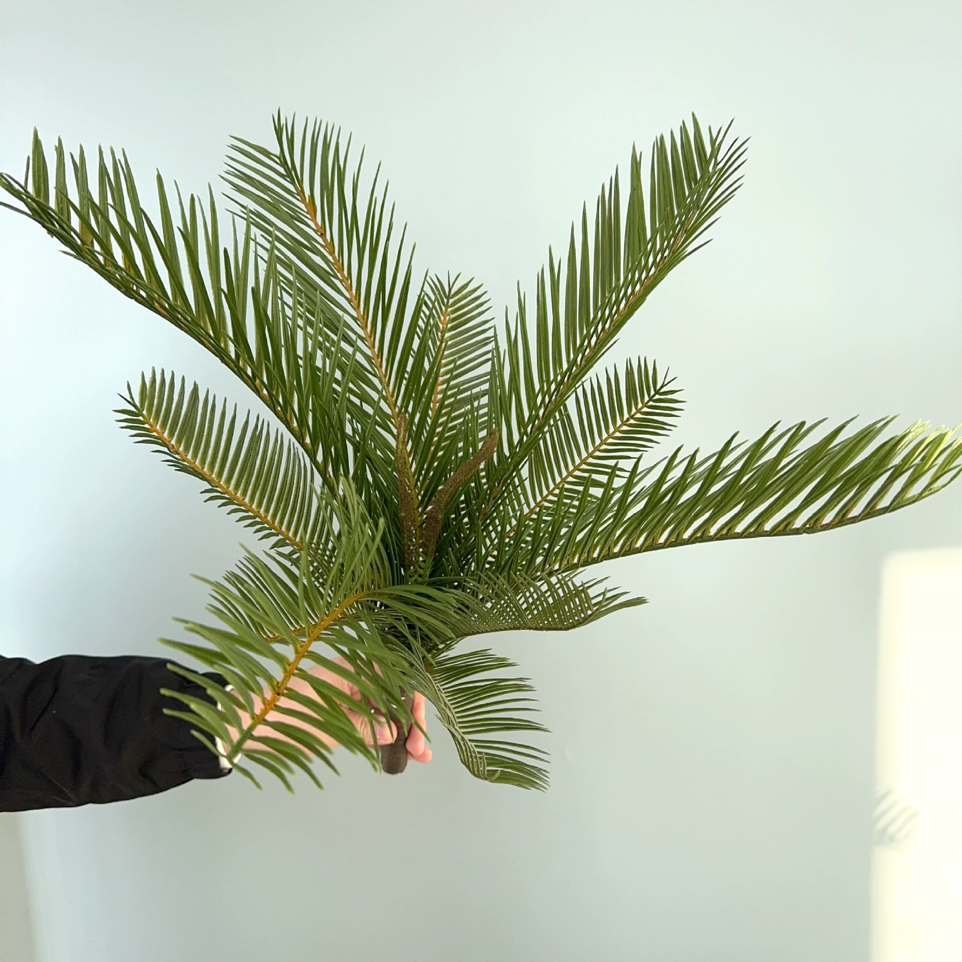 Имитация зеленого растения с одной ветвью саговника с пучком папоротника с листьями железного дерева