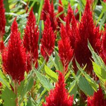 �u�ڻ��N���Pβ�u�ڻ��N�Ӳݻ��N���Ƞ�N��ͥԺ�����׻�N�ӷN��