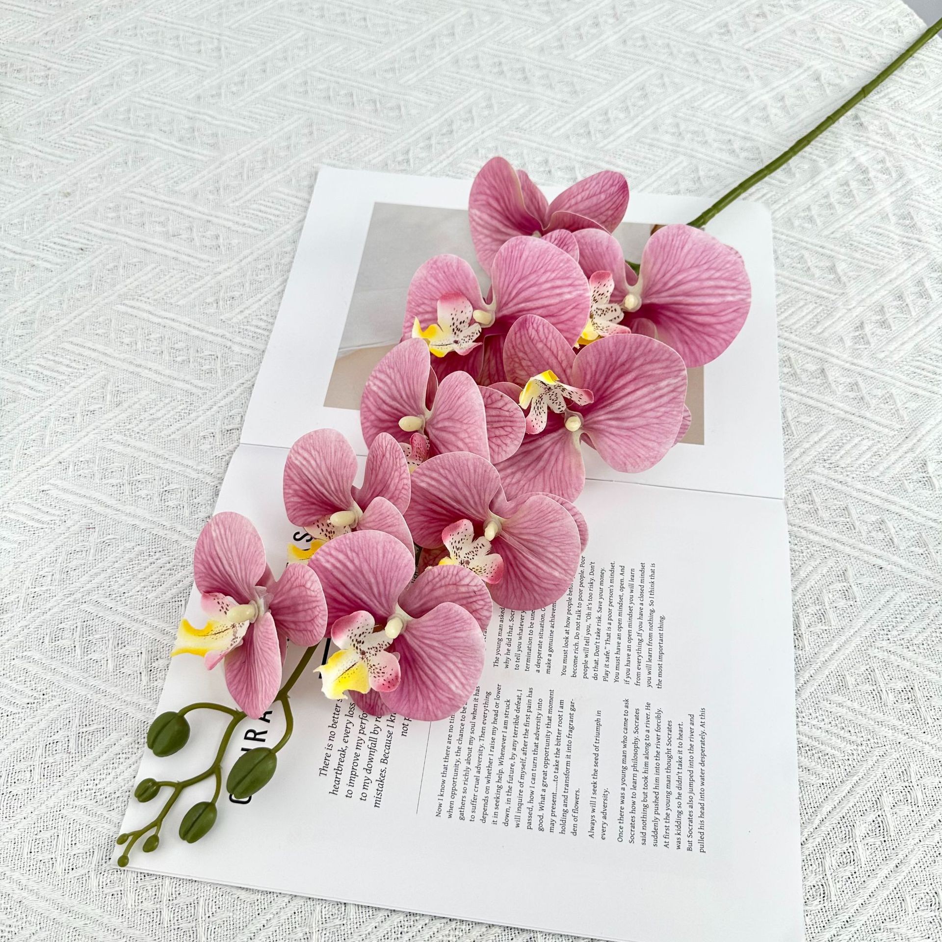 연보라색 호접란