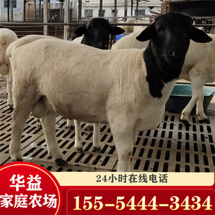 Где я могу продать Dupbo Cotton Cotton Sheep Farming Dupu Sheep Benew Dupbo Cotton Sheep Farm
