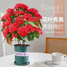 带花苞龙船花苗彩叶草盆栽绣球花庭院四季开花室内花卉好养绿植物